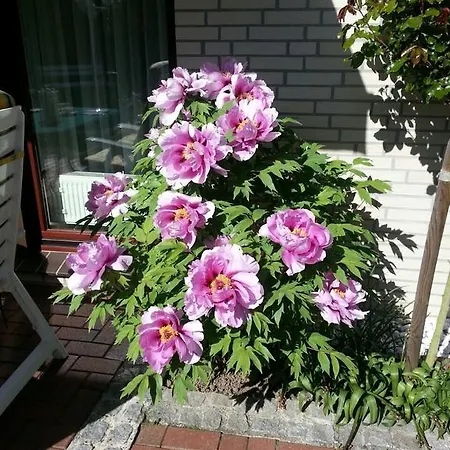 Die Kleine Seerose Apartment