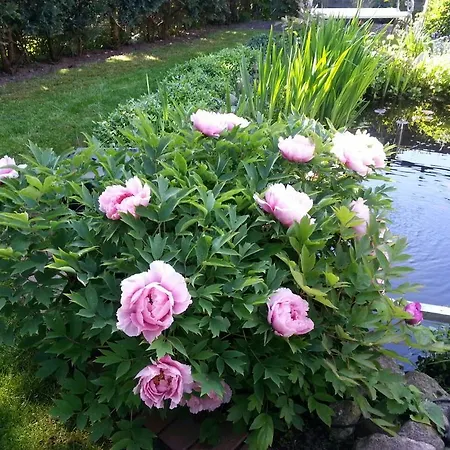 Die Kleine Seerose * Grömitz